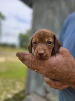 Raleigh , a male Miniature Dachshund for sale in Crystal River, FL – 8 of 8