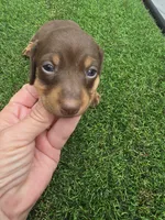 Macie, a female Miniature Dachshund for sale in Crystal River, FL – 7 of 7