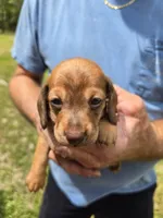 Balie, a female Miniature Dachshund for sale in Crystal River, FL – 7 of 8