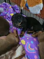 Gracie, a female Miniature Dachshund for sale in Crystal River, FL – 3 of 6