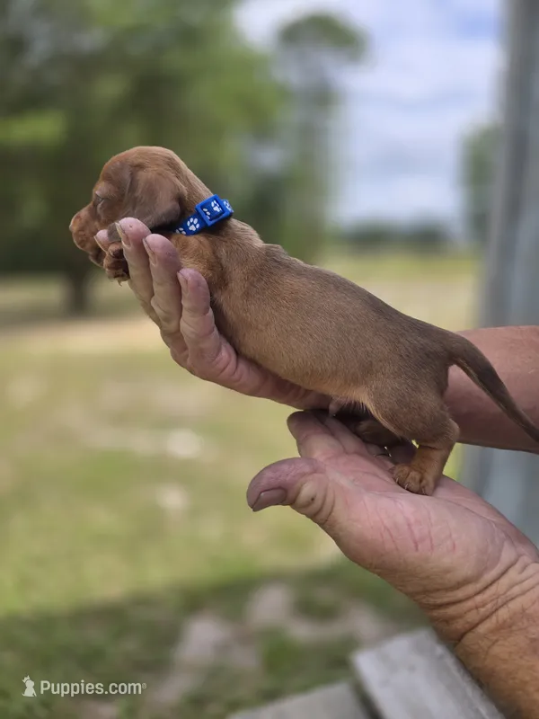 Raleigh  – Miniature Dachshund puppy for sale in Crystal River, FL