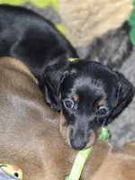 Gracie, a female Miniature Dachshund for sale in Crystal River, FL – 4 of 6