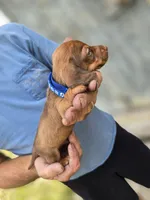 Raleigh , a male Miniature Dachshund for sale in Crystal River, FL – 4 of 8