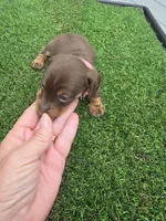 Macie, a female Miniature Dachshund for sale in Crystal River, FL – 6 of 7