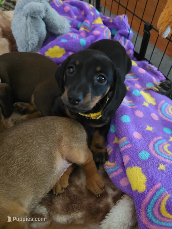 Gracie – Miniature Dachshund puppy for sale in Crystal River, FL