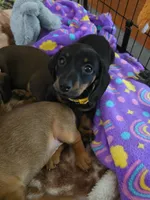 Gracie, a female Miniature Dachshund for sale in Crystal River, FL – 1 of 6