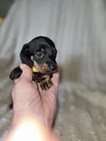 Gracie, a female Miniature Dachshund for sale in Crystal River, FL – 5 of 7