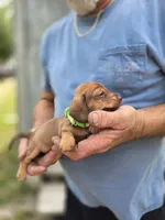 Balie, a female Miniature Dachshund for sale in Crystal River, FL – 3 of 8