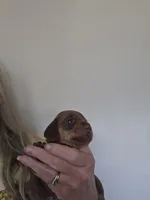 Tia, a female Miniature Dachshund for sale in Crystal River, FL – Photo 2 of 10