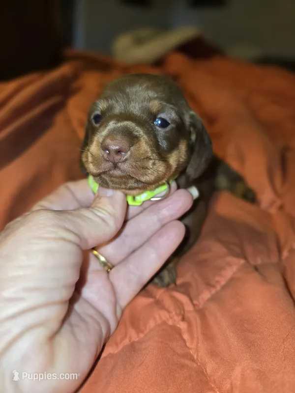 Tia – Miniature Dachshund puppy for sale in Crystal River, FL