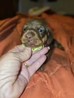 Tia, a female Miniature Dachshund for sale in Crystal River, FL – Photo 5 of 10