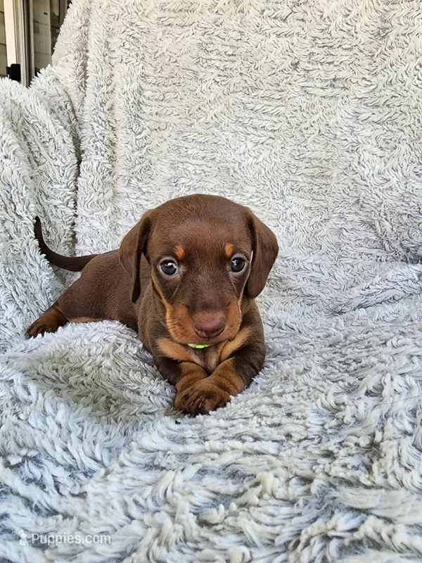 Tia – Miniature Dachshund puppy for sale in Crystal River, FL