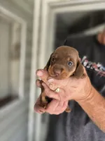 Tia, a female Miniature Dachshund for sale in Crystal River, FL – Photo 10 of 10