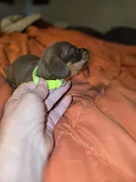 Tia, a female Miniature Dachshund for sale in Crystal River, FL – Photo 8 of 10