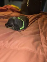 Tia, a female Miniature Dachshund for sale in Crystal River, FL – Photo 4 of 10