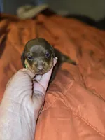 Tia, a female Miniature Dachshund for sale in Crystal River, FL – Photo 9 of 10