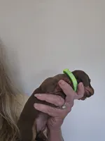 Tia, a female Miniature Dachshund for sale in Crystal River, FL – Photo 1 of 10