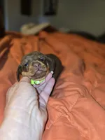 Tia, a female Miniature Dachshund for sale in Crystal River, FL – Photo 7 of 10