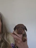 Tia, a female Miniature Dachshund for sale in Crystal River, FL – Photo 3 of 10