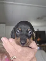 Gracie, a female Miniature Dachshund for sale in Crystal River, FL – 7 of 7