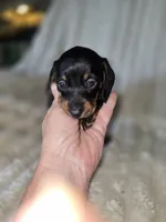 Gracie, a female Miniature Dachshund for sale in Crystal River, FL – 4 of 7