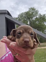 Macie, a female Miniature Dachshund for sale in Crystal River, FL – 4 of 7
