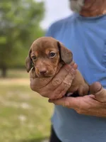 Raleigh , a male Miniature Dachshund for sale in Crystal River, FL – 7 of 8