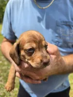 Balie, a female Miniature Dachshund for sale in Crystal River, FL – 2 of 8