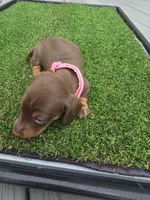 Macie, a female Miniature Dachshund for sale in Crystal River, FL – 5 of 7