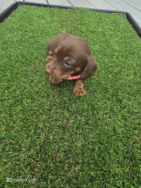 Macie – Miniature Dachshund puppy for sale in Crystal River, FL