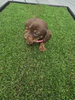 Macie, a female Miniature Dachshund for sale in Crystal River, FL – 1 of 7