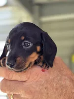 Gracie, a female Miniature Dachshund for sale in Crystal River, FL – 7 of 9