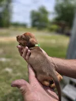 Balie, a female Miniature Dachshund for sale in Crystal River, FL – 4 of 8