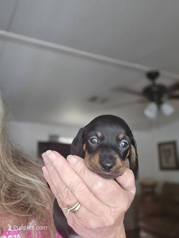 Gracie – Miniature Dachshund puppy for sale in Crystal River, FL