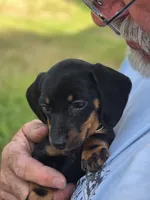 Gracie, a female Miniature Dachshund for sale in Crystal River, FL – 5 of 6