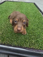 Macie, a female Miniature Dachshund for sale in Crystal River, FL – 3 of 7