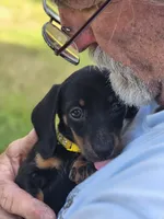Gracie, a female Miniature Dachshund for sale in Crystal River, FL – 6 of 6