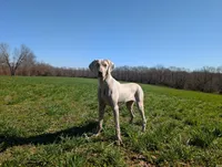 Sky, a female Weimaraner for sale in Bolivar, MO – Photo 1 of 4