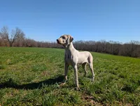 Sky, a female Weimaraner for sale in Bolivar, MO – Photo 3 of 4
