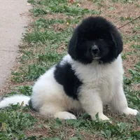Max, a male Newfoundland for sale in Spencer, IA – Photo 1 of 2