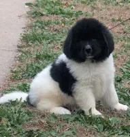 Max, a male Newfoundland for sale in Spencer, IA – Photo 1 of 2