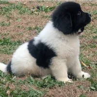 Max, a male Newfoundland for sale in Spencer, IA – Photo 2 of 2