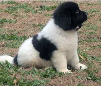 Max, a male Newfoundland for sale in Spencer, IA – Photo 2 of 2