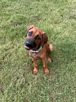 Charlee, a female Rhodesian Ridgeback for sale in Waco, TX – 3 of 4