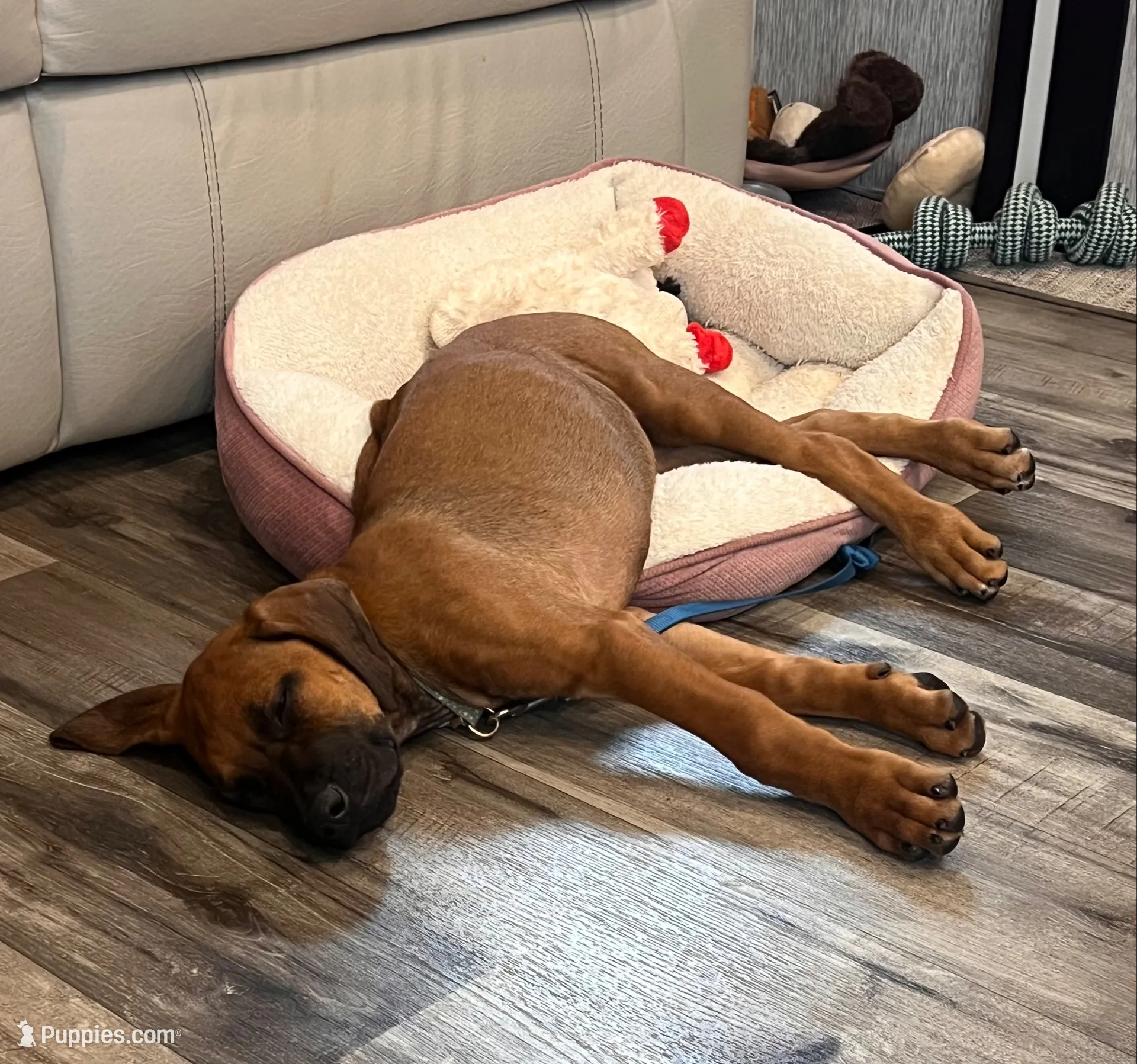 Bachata, a female Rhodesian Ridgeback for sale in Waco, TX – 3 of 6