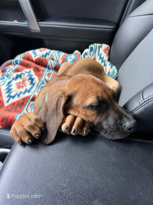 Bachata – Rhodesian Ridgeback puppy for sale in Waco, TX