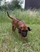 Bachata, a female Rhodesian Ridgeback for sale in Waco, TX – 4 of 6