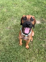 Charlee, a female Rhodesian Ridgeback for sale in Waco, TX – 2 of 4