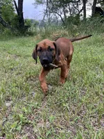 Bachata, a female Rhodesian Ridgeback for sale in Waco, TX – 6 of 6