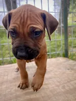 Charleston, a male Rhodesian Ridgeback for sale in Waco, TX – Photo 3 of 3
